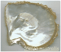 Australian White Mother of Pearl