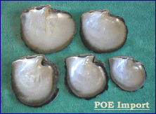 Blacklip MOP from Tahiti