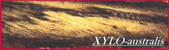 XYLO-australis®web site
